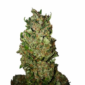 Cannatonic CBD+ > CBD+ Buds